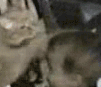 Cat Drums